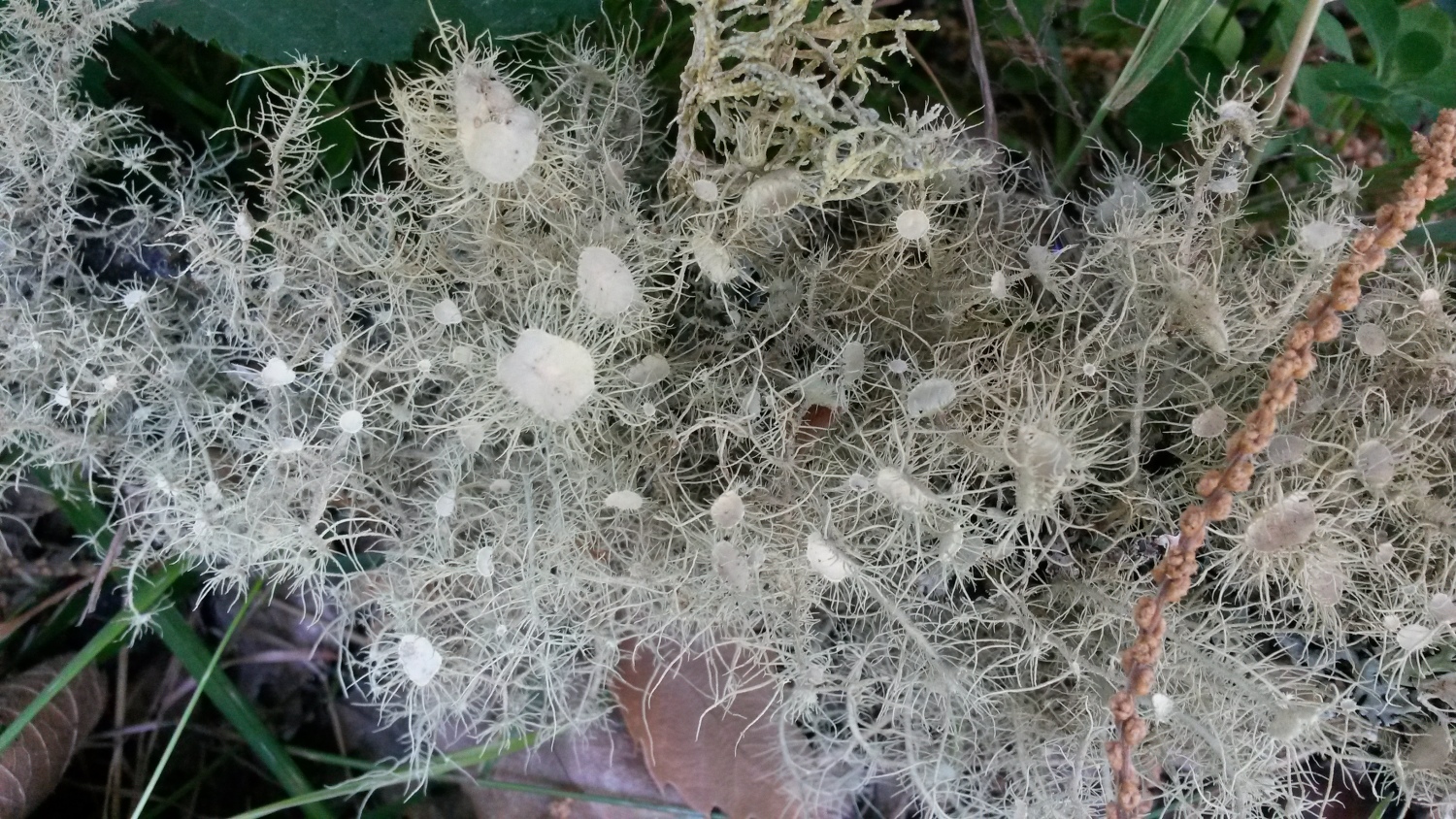 Usnea florida