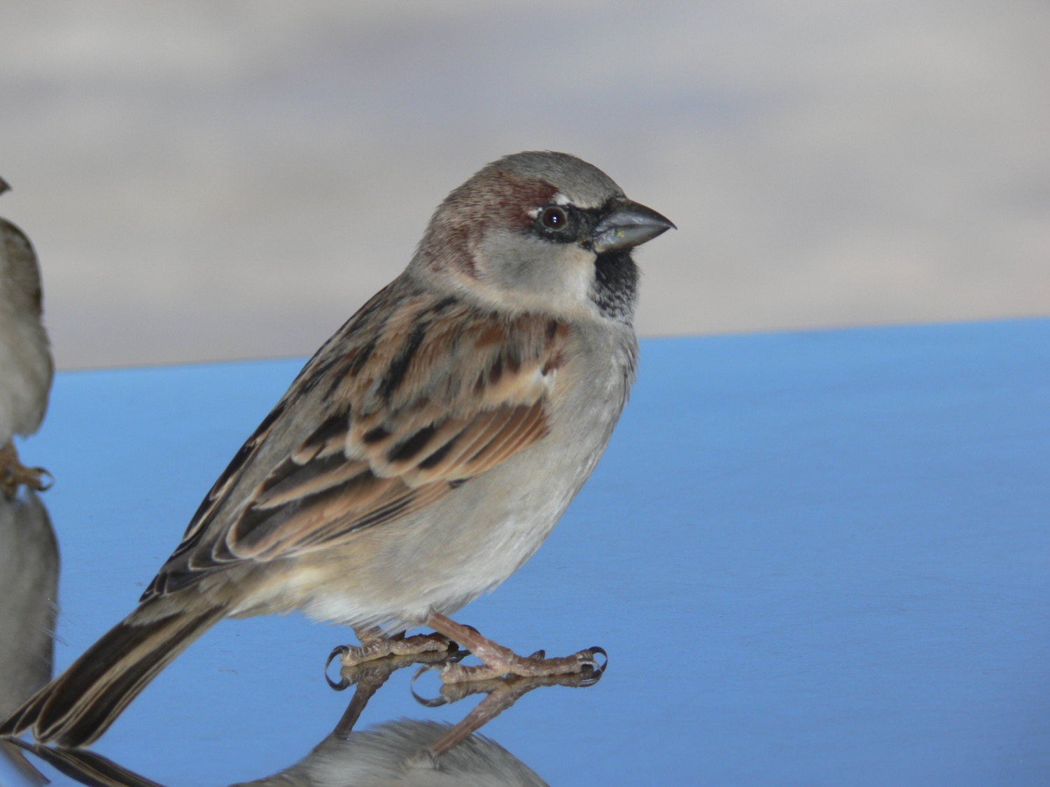 140122_gorrion_parador_saler