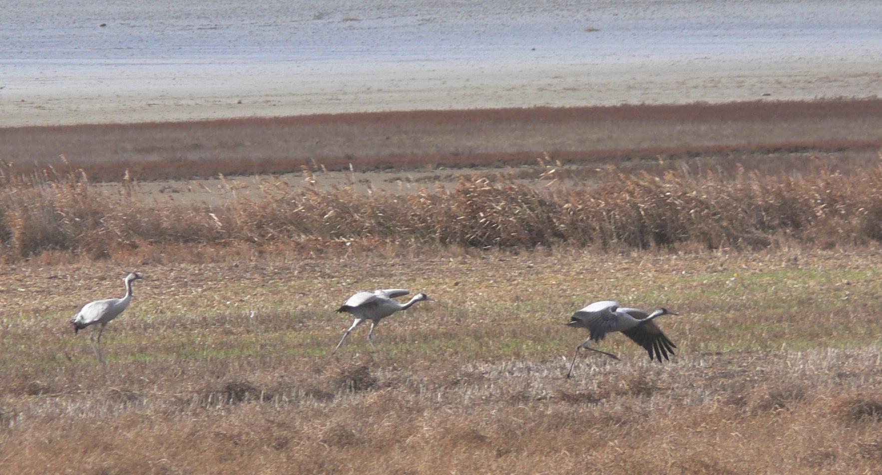 151120_gallocanta_grullas