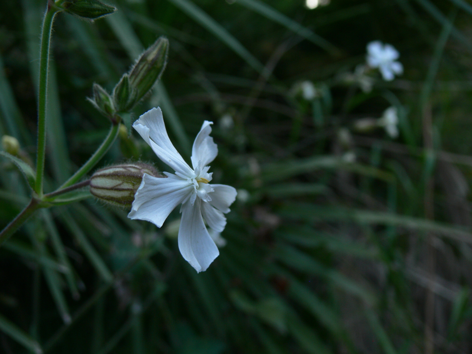 Silene_latifolia